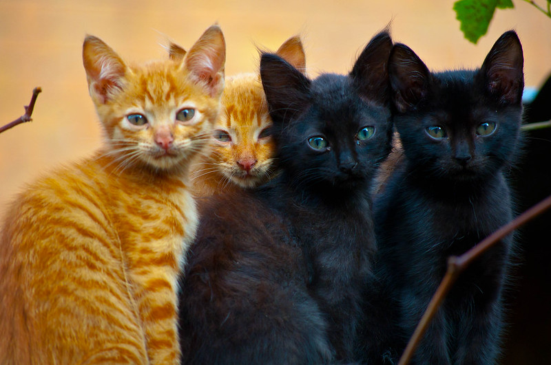 a group of kitten sitting and looking at the camera