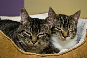 Two kitties cuddling in a bed