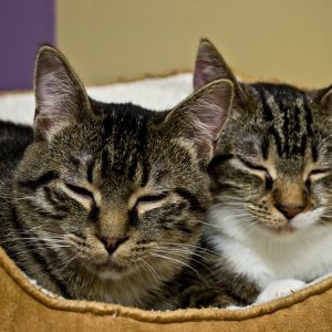 Two kitties cuddling in a bed
